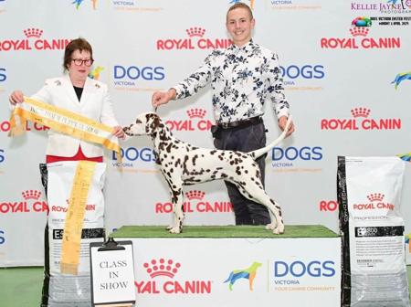 Dalmatian for sale by BANGOR