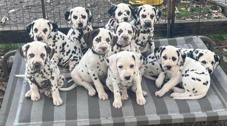Dalmatian for sale by BANGOR