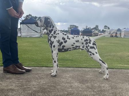 Dalmatian for sale by BANGOR