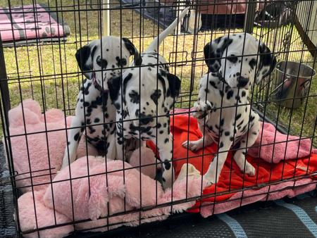 Dalmatian for sale by BANGOR
