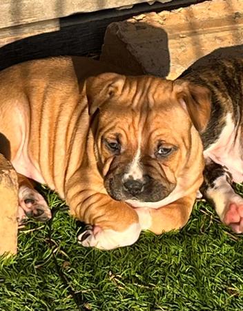 American Staffordshire Terrier for sale by BANGOR