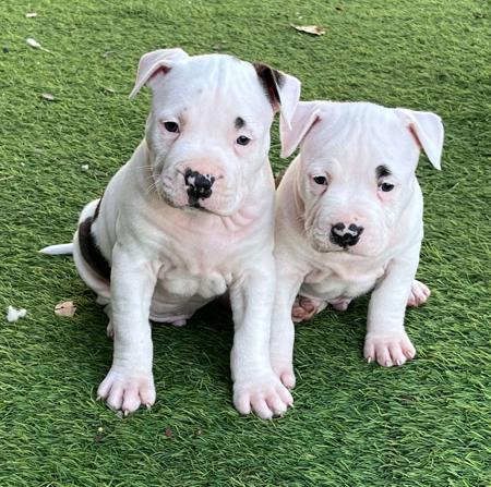 American Staffordshire Terrier for sale by BANGORSTUD