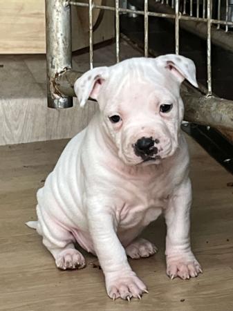 American Staffordshire Terrier for sale by BANGOR