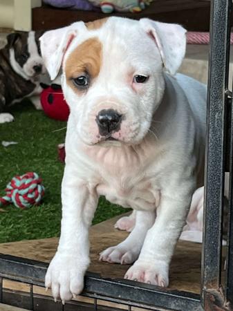 American Staffordshire Terrier for sale by BANGOR