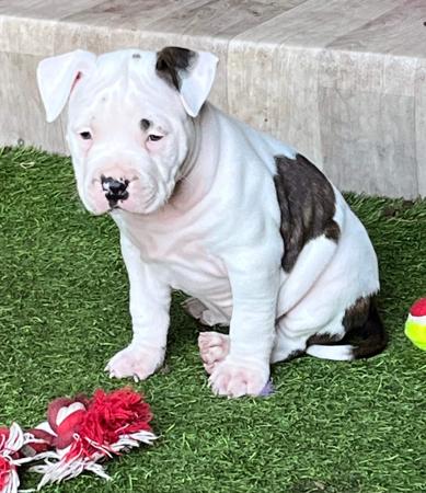American Staffordshire Terrier for sale by BANGOR