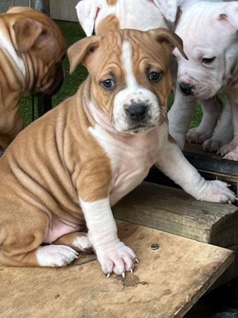 American Staffordshire Terrier for sale by BANGOR