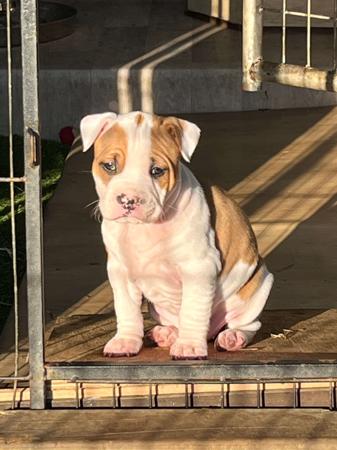 American Staffordshire Terrier for sale by BANGOR