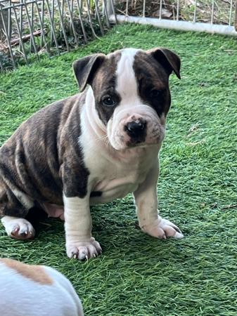 American Staffordshire Terrier for sale by BANGOR