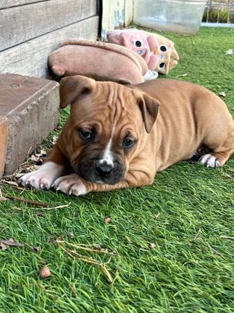 American Staffordshire Terrier for sale by BANGOR