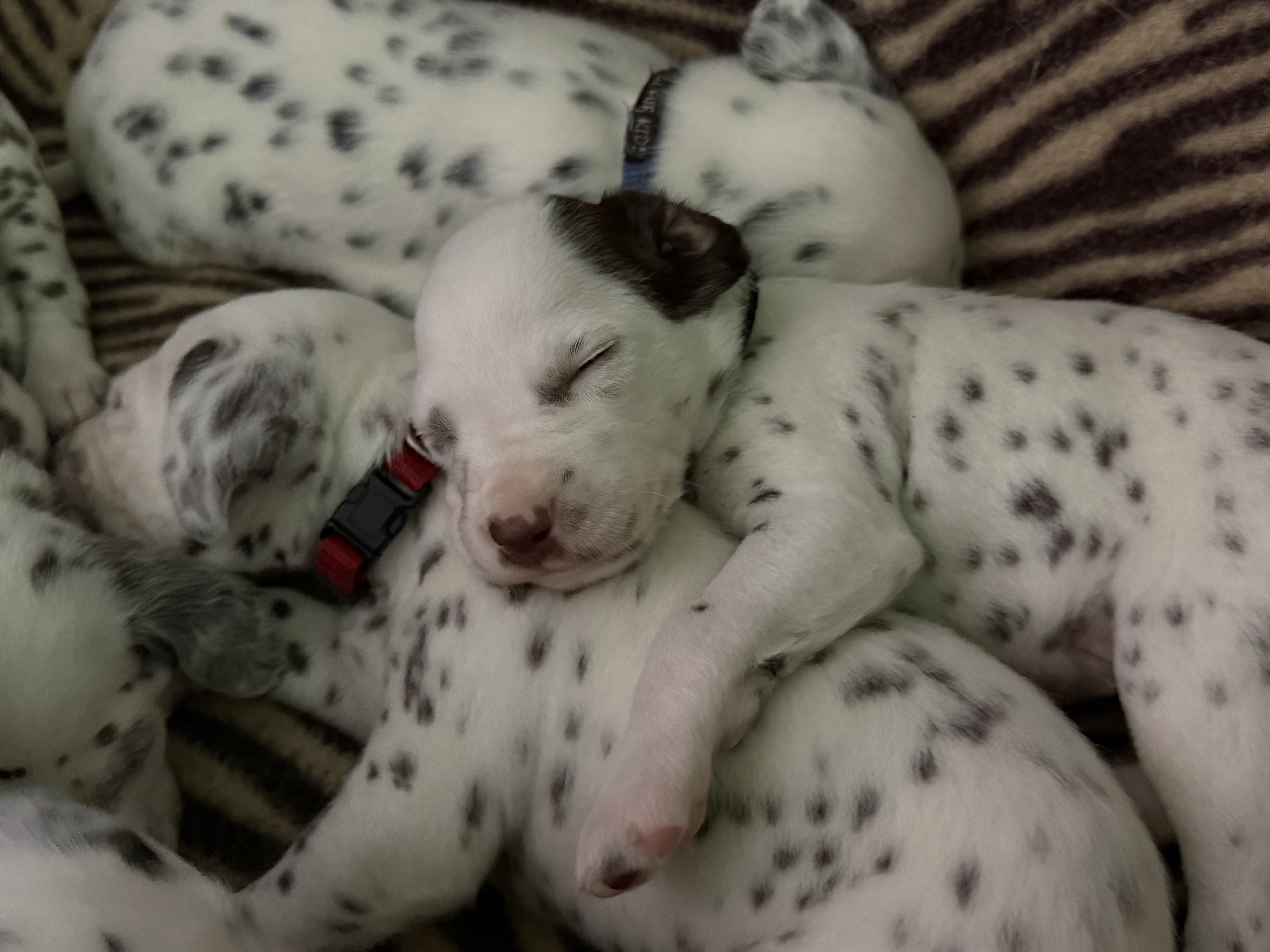 Dalmatian puppy for sale by BANGORSTUD