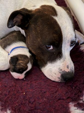 American Staffordshire Terrier puppy for sale by BANGORSTUD