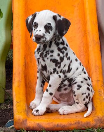 Dalmatian puppy for sale by BANGOR