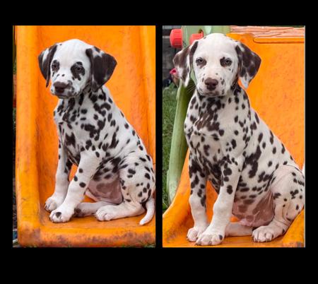 Dalmatian puppy for sale by BANGORSTUD