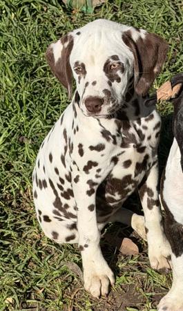 Dalmatian puppy for sale by BANGORSTUD