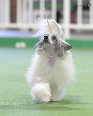 Chinese Crested Dog for sale by SCHELLGER
