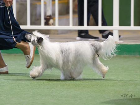 Chinese Crested Dog for sale by SCHELLGER