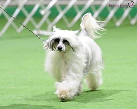Chinese Crested Dog for sale by SCHELLGER
