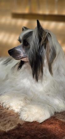 Chinese Crested Dog for sale by SCHELLGER