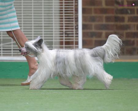 Chinese Crested Dog for sale by GELDROP