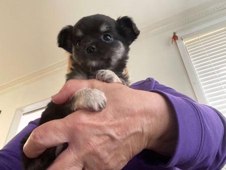 Chihuahua (Long Coat) puppy for sale by HOLLYCHI