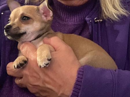 Chihuahua (Smooth Coat) puppy for sale by HOLLYCHI