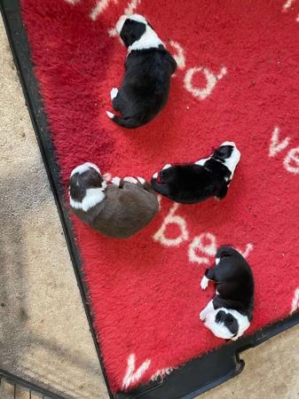 Border Collie for sale by LIVENLAUGH