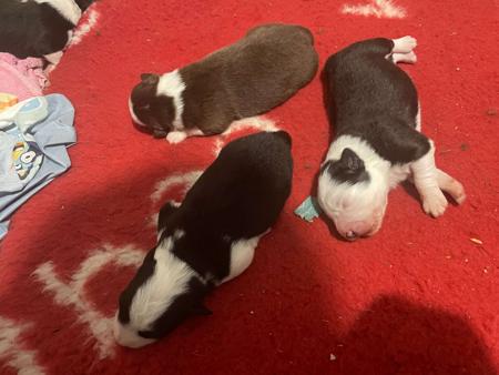 Border Collie for sale by LIVENLAUGH