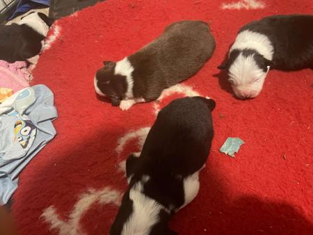 Border Collie for sale by LIVENLAUGH