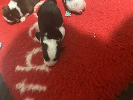 Border Collie for sale by LIVENLAUGH