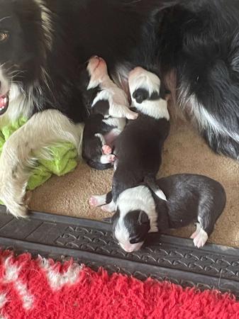 Border Collie for sale by LIVENLAUGH