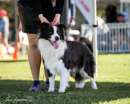 Border Collie for sale by LIVENLAUGH