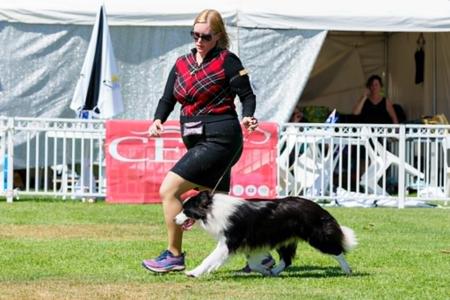 Border Collie for sale by LIVENLAUGH