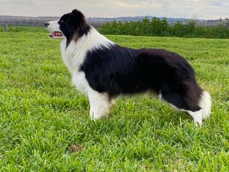 Border Collie for sale by LIVENLAUGH