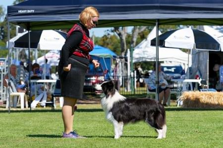 Border Collie for sale by LIVENLAUGH