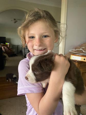 Border Collie for sale by LIVENLAUGH