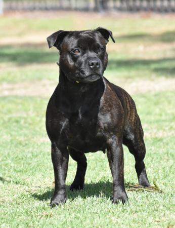 Staffordshire Bull Terrier for sale by OURGANG
