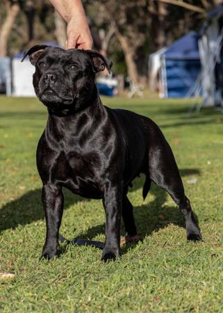 Staffordshire Bull Terrier for sale by OURGANG