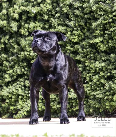 Staffordshire Bull Terrier for sale by OURGANG