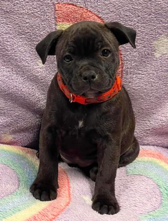 Staffordshire Bull Terrier for sale by OURGANG