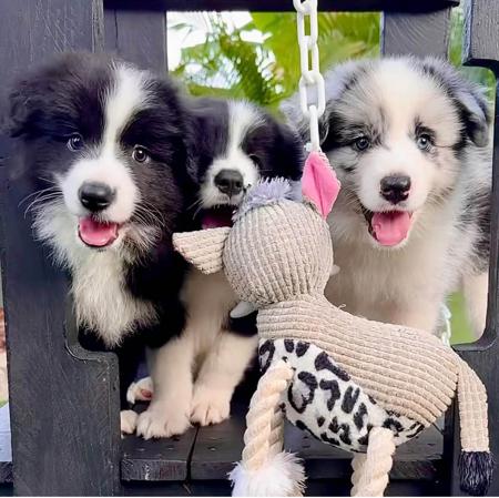 Border Collie for sale by TORUNAHMUK
