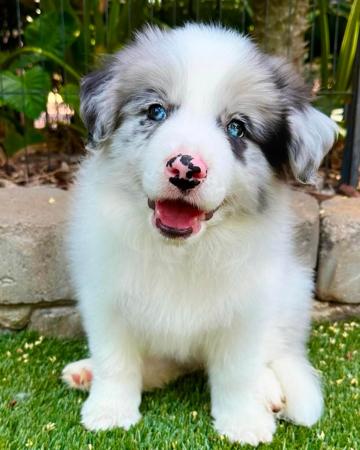 Border Collie for sale by TORUNAHMUK