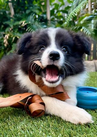Border Collie for sale by TORUNAHMUK
