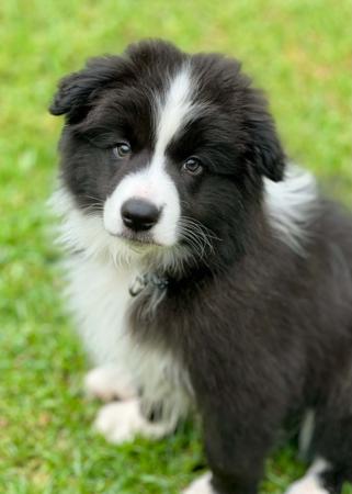 Border Collie for sale by TORUNAHMUK
