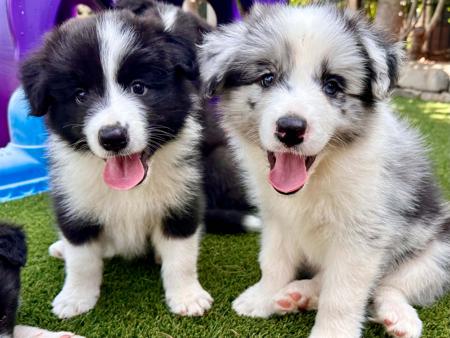 Border Collie for sale by TORUNAHMUK