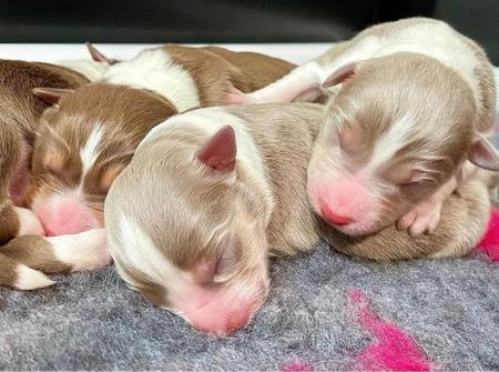 Border Collie puppy for sale by TORUNAHMUK