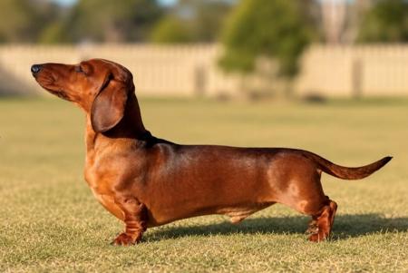 Aust CH Jackshope Rock Your Sox Off Dachshund (Miniature Smooth Haired)