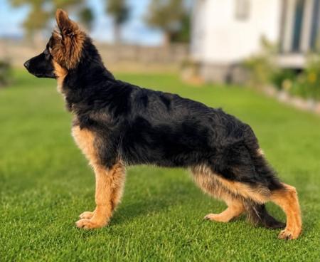 Kyndom Flirt Factor German Shepherd Dog (Long Stock Coat)