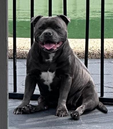 Staffordshire Bull Terrier dog for sale by MATTERSTAFF1