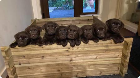 Labrador Retriever for sale by ADIVSEMAJ