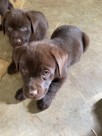 Labrador Retriever for sale by ADIVSEMAJ